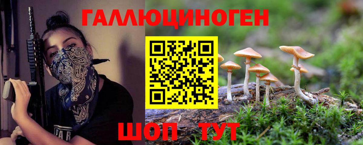 Галлюциногенные грибы Psilocybe Минусинск